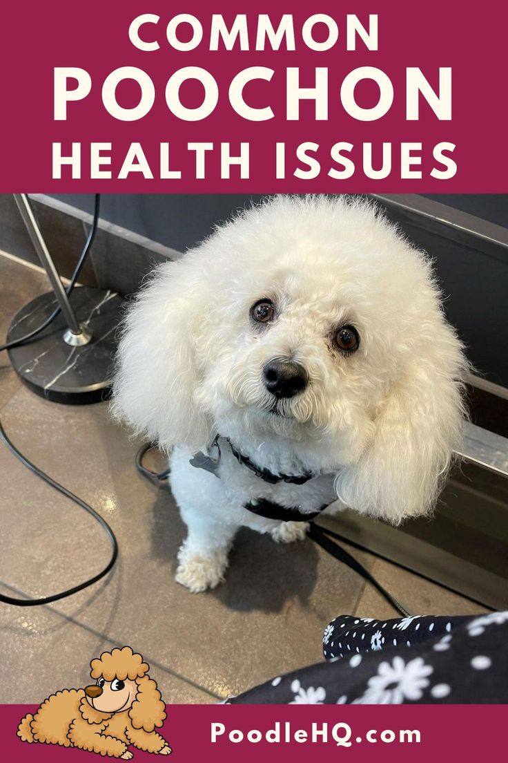 a small white dog sitting on top of a floor next to a hair dryer