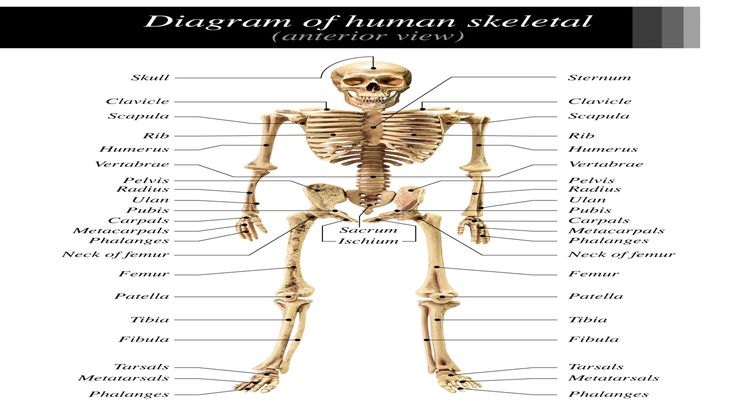 the human skeleton and its major skeletal systems is shown in this diagram, with labels for each