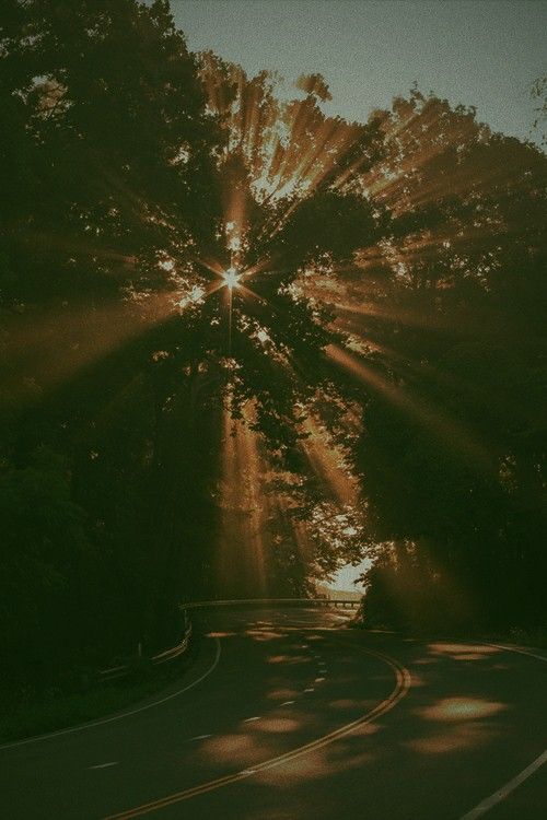 the sun shines brightly through the trees on this road