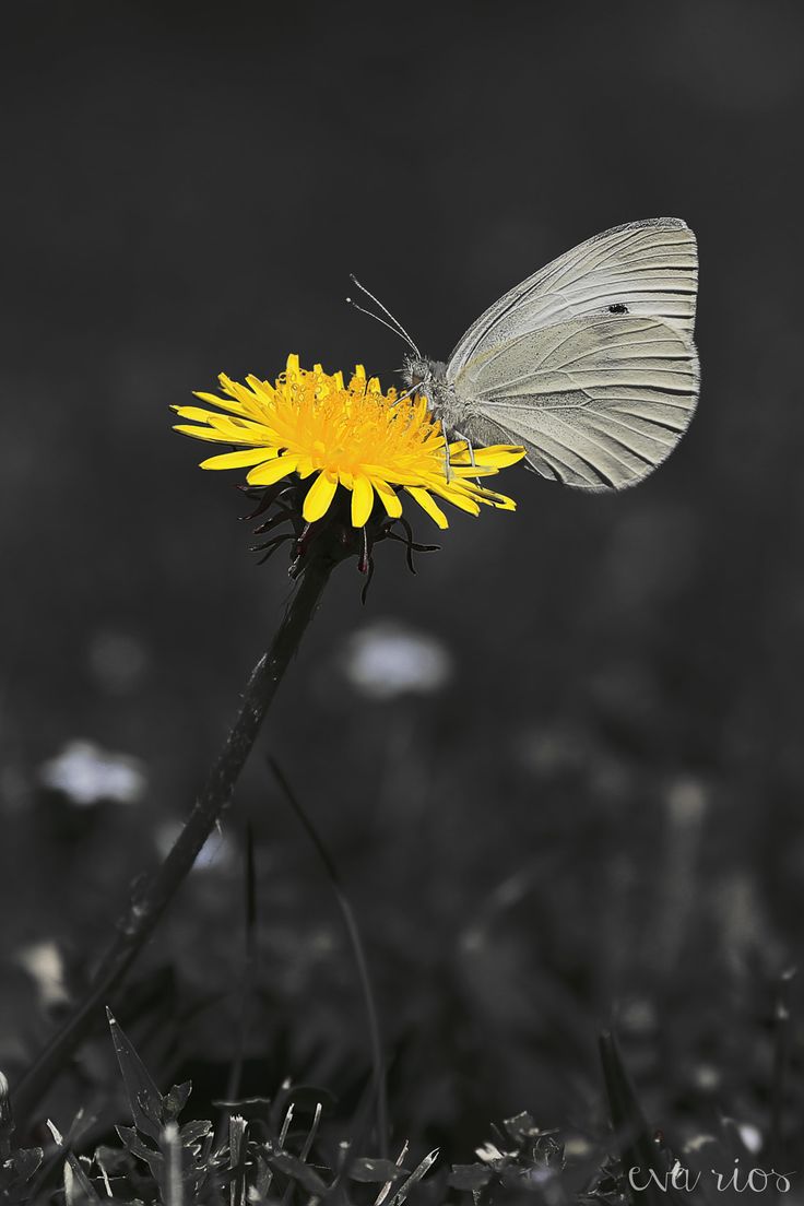 a white butterfly sitting on top of a yellow dandelion flower in black and white