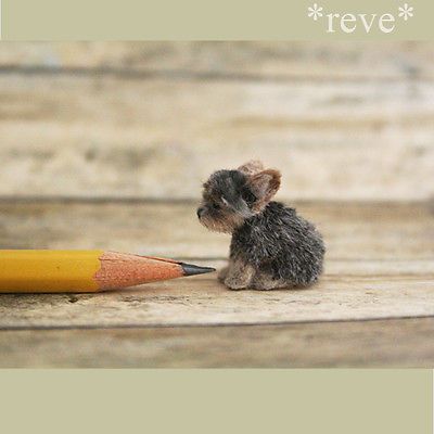 a small dog sitting next to a pencil on top of a wooden floor with the words reve written above it