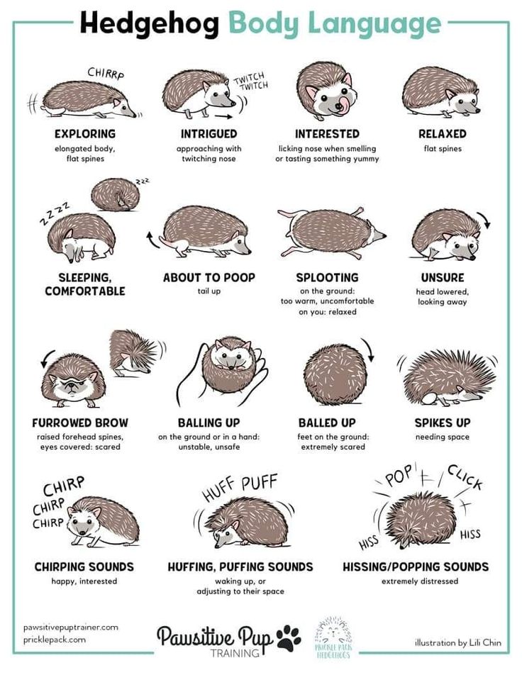 hedgehog body language chart for children with pictures and instructions to learn how to use it