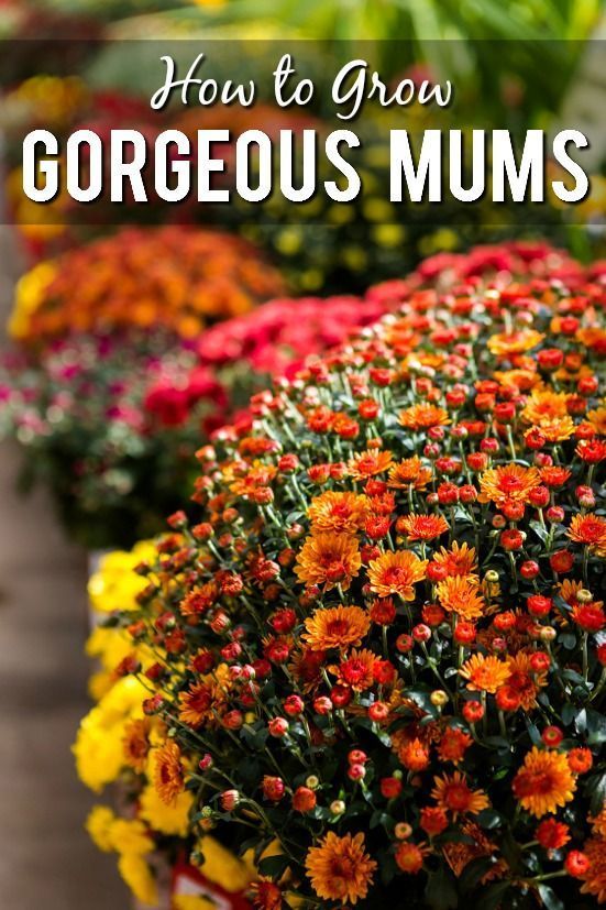 colorful mums with text overlay how to grow gorgeous mums in your garden