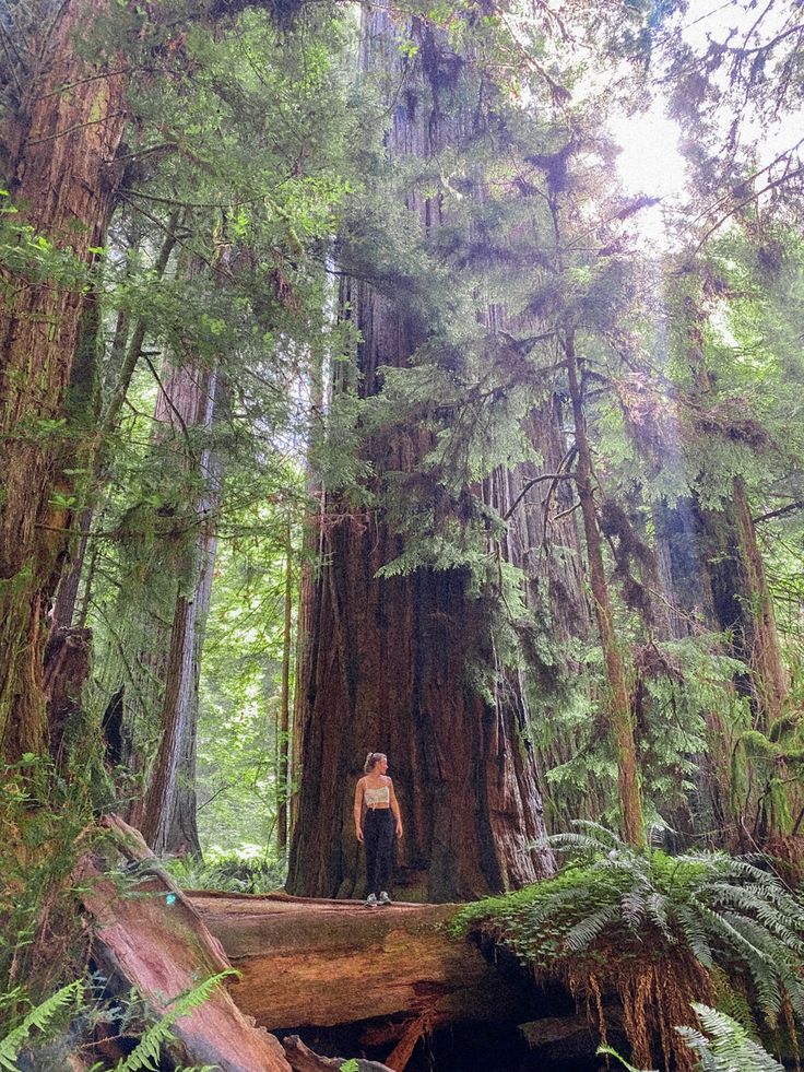 a person standing on a log in the middle of a forest with trees and ferns