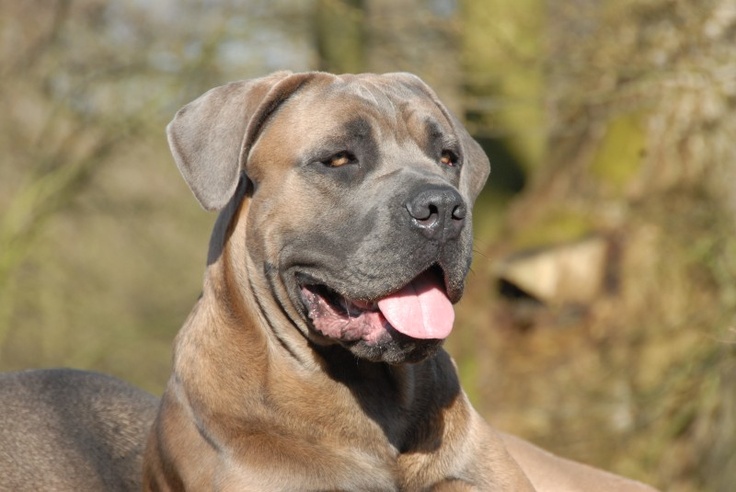 a large brown dog laying on top of a lush green field with trees in the background