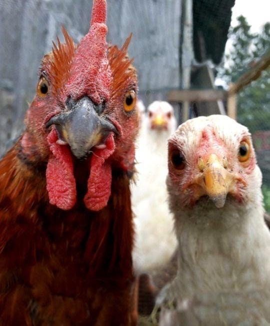 two chickens standing next to each other in front of a building with the caption written on it