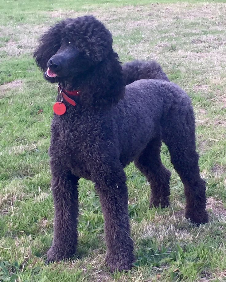 a black poodle standing on top of a lush green field