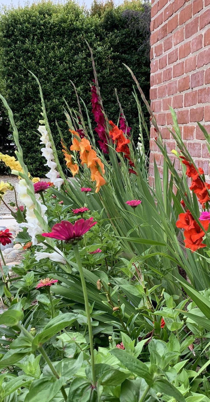 colorful flowers are growing next to a brick wall and shrubbery in the foreground