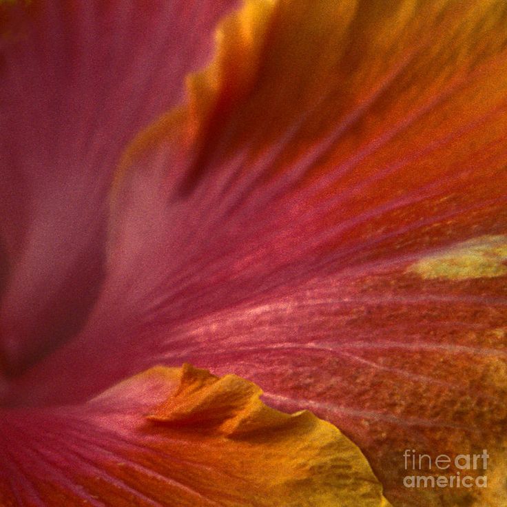 a close up view of a red and yellow flower