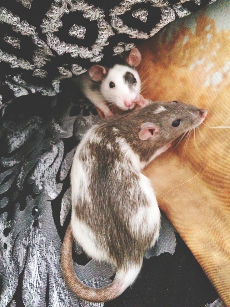 two brown and white mice sitting next to each other