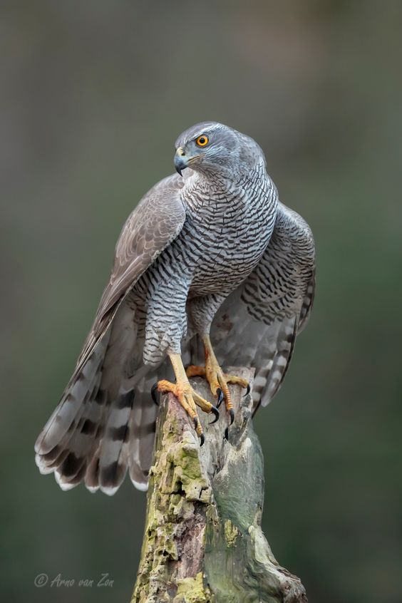 a bird sitting on top of a tree branch