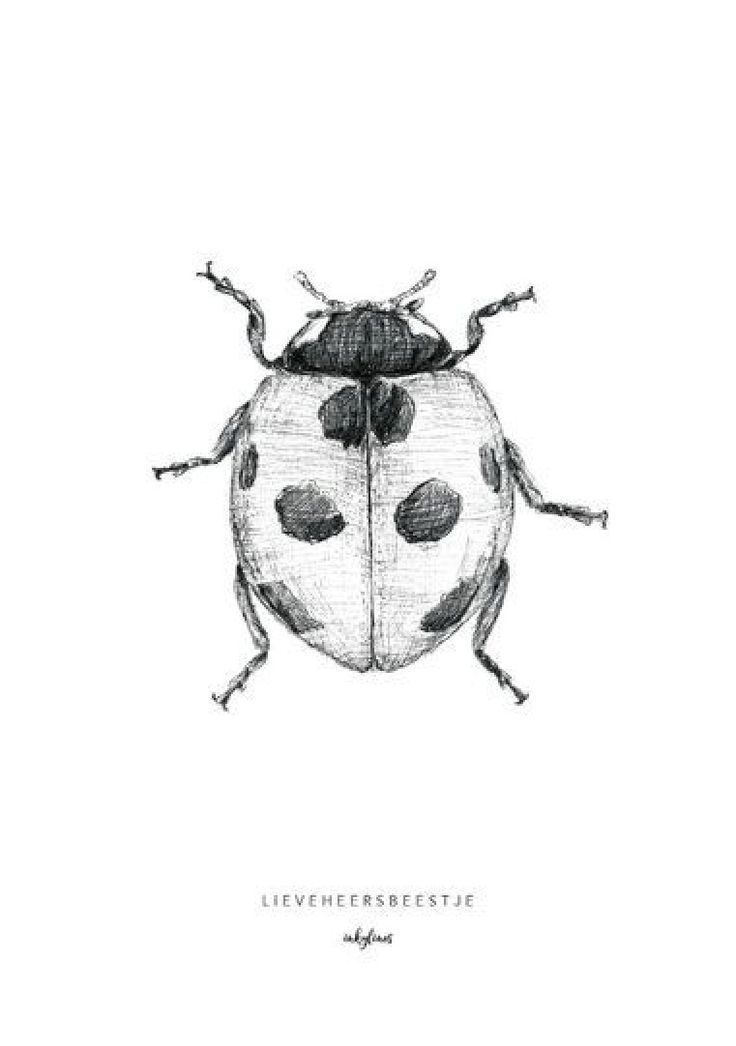 a black and white drawing of a ladybug