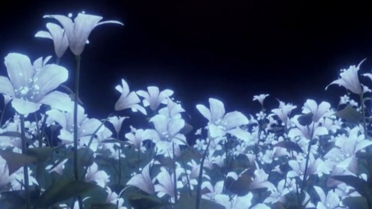 some white flowers are in the dark and blue light is coming from behind one another