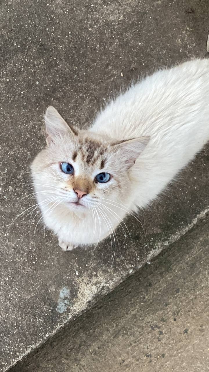 Siamés fluffy cat with bright blue eyes. On the pavement in Benahavis Andalusia Spain. Cats With Blue Eyes, White Kitten Blue Eyes, Nebelung Cat, White Cat Blue Eyes Aesthetic, White Blue Eyed Cat, White Cat With Blue And Green Eyes, Nebelung, White Cat With Blue And Yellow Eyes, Bright Blue Eyes