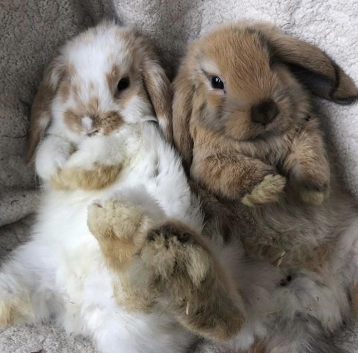 two stuffed rabbits are laying on their back