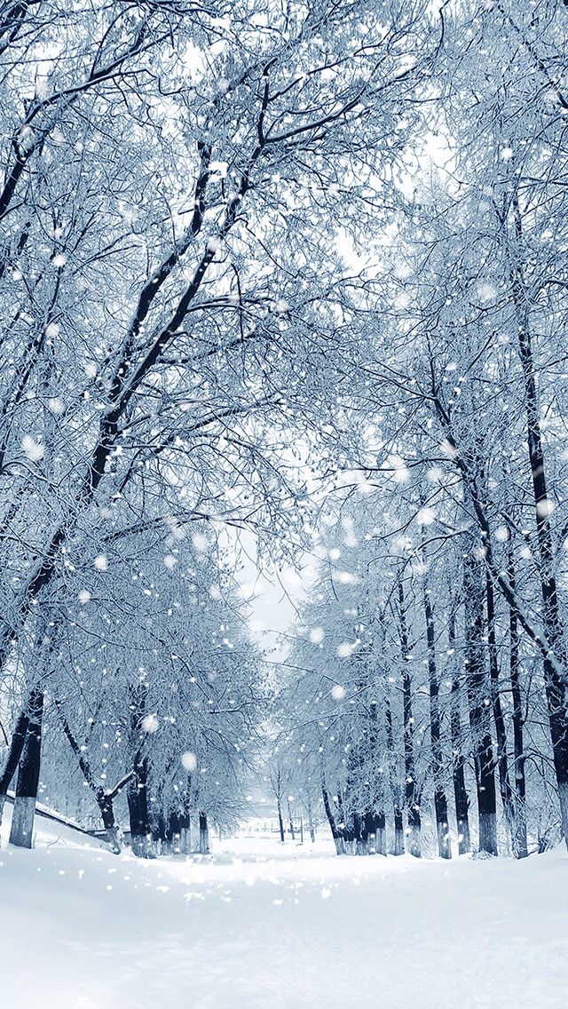 the snow is falling down on the trees