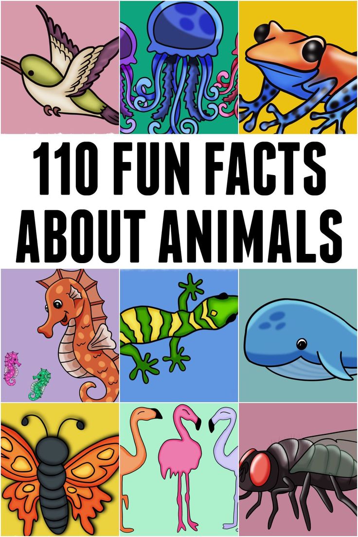 10 fun fact about animals and their names