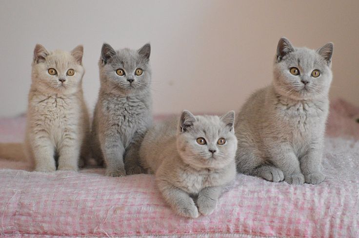 four cats sitting on top of a bed next to each other