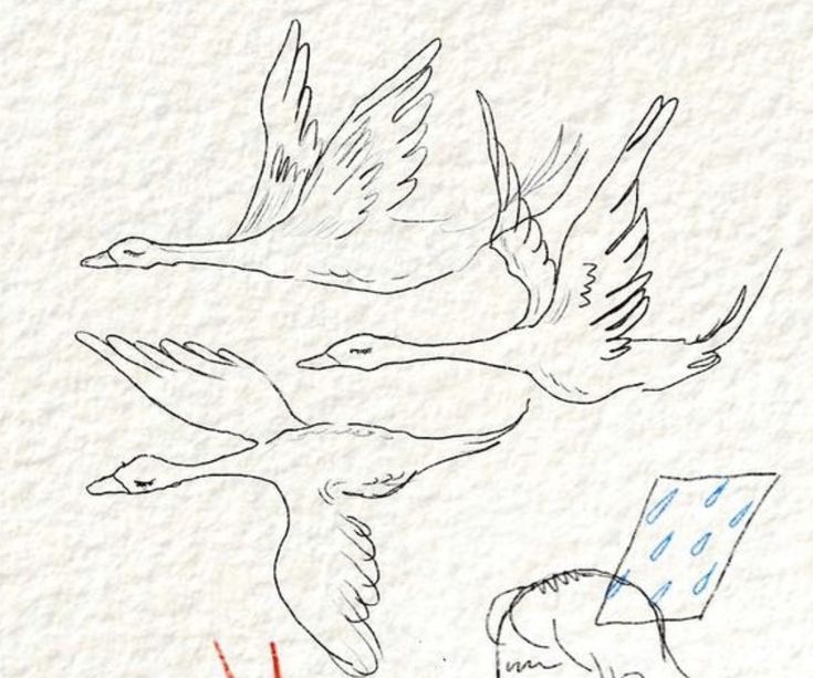 two birds flying next to each other on a white sheet of paper with red writing