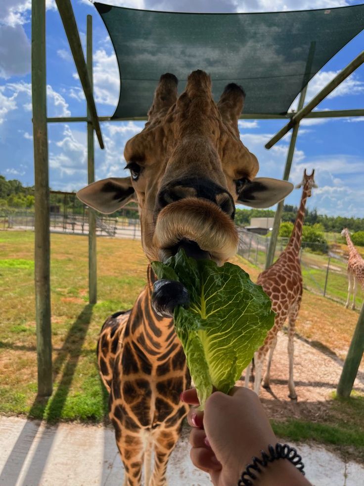 giraffe animals lettuce safari aesthetic tiktok cute inspiration nails nature Zoo Animals Aesthetic, Safari Astetic, Safari Kenya Aesthetic, Animal Vision Board, Girafe Aesthetic, Africa Vacation Aesthetic, South Africa Travel Aesthetic, Zoo Aesthetic Date, Zoo Trip Aesthetic