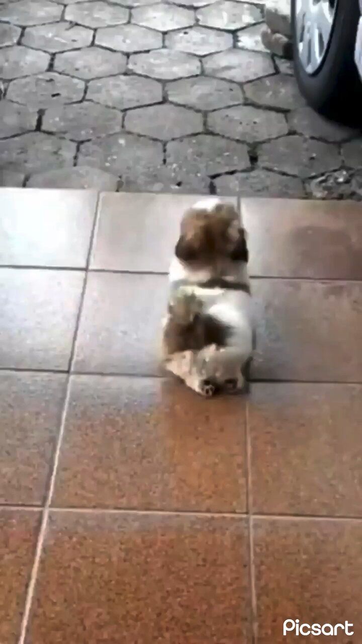 a small dog sitting on top of a tile floor next to a parked car,