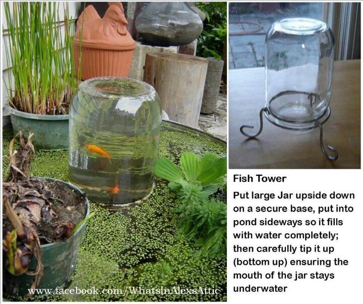 there is a fish in a glass jar on the ground next to plants and other things