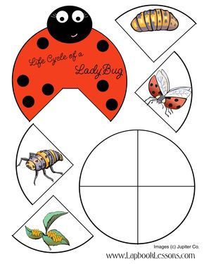 the life cycle of a lady bug