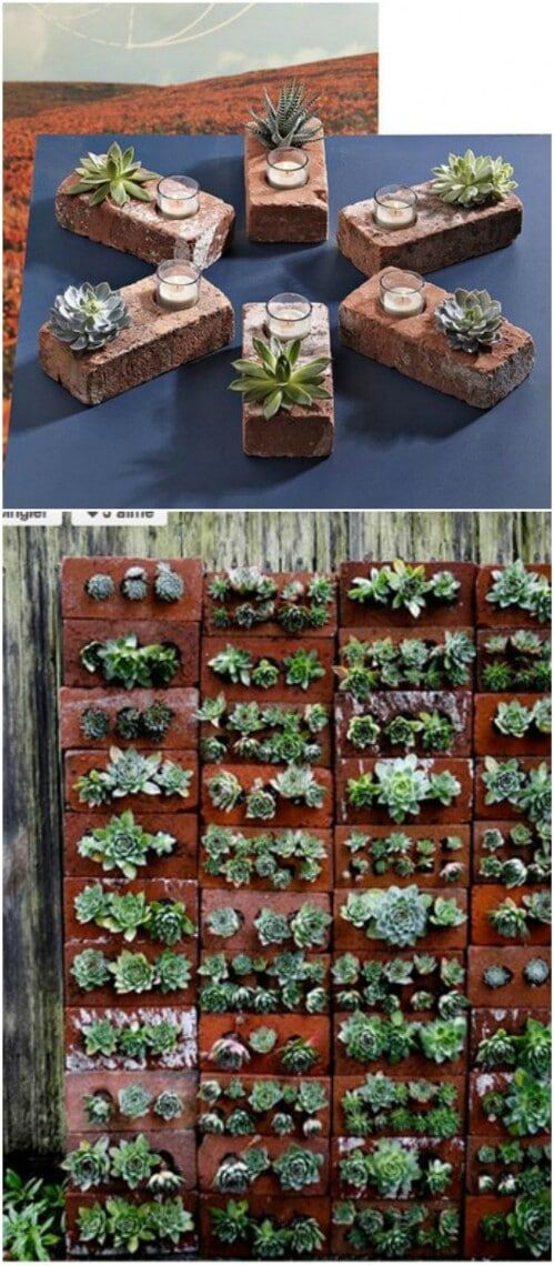 several different types of succulents are arranged in rows