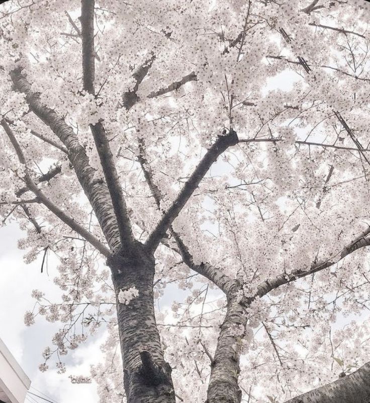 a tree with white flowers in front of a building on a cloudy day, looking up at the branches