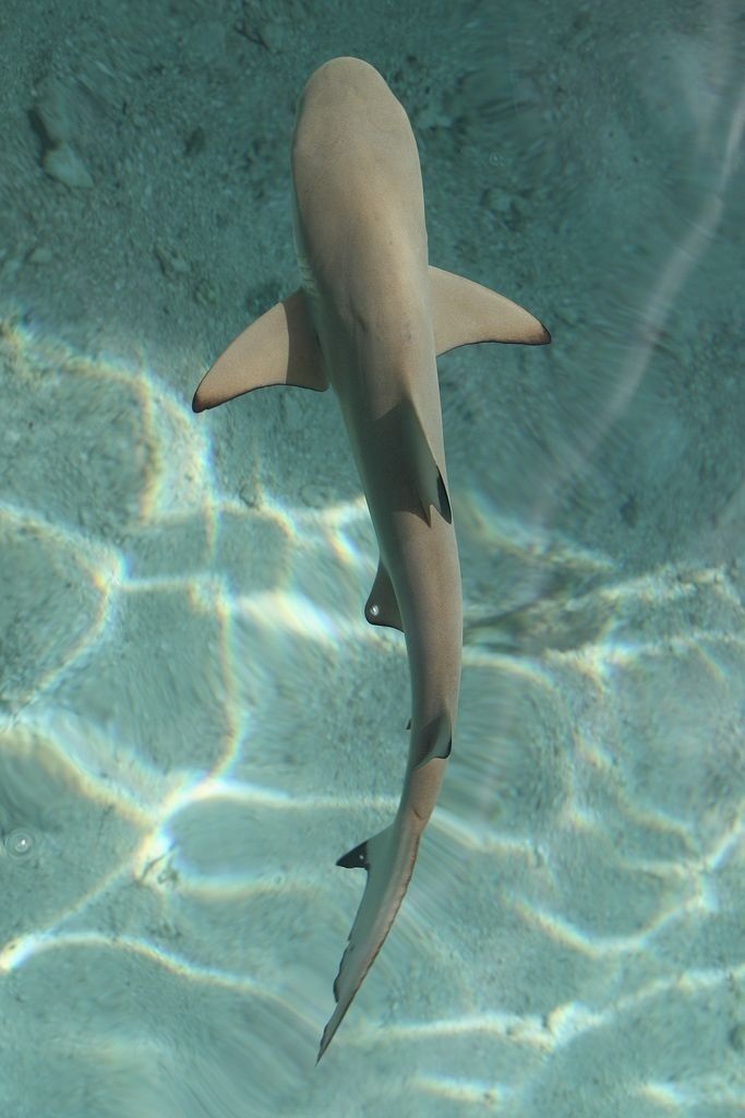 an image of a shark swimming in the water