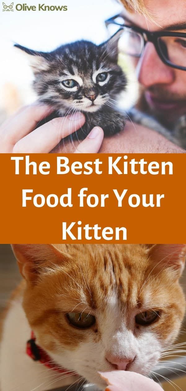 the best kitten food for your kitten is in front of a man's face