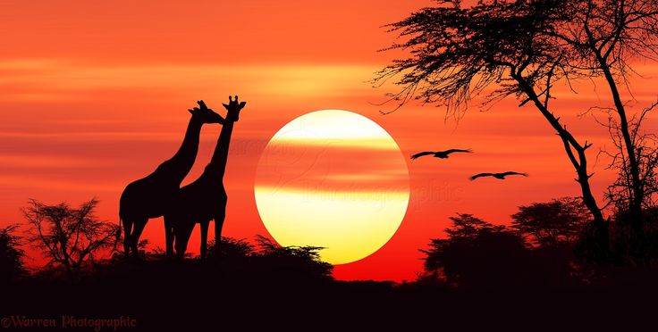 two giraffes are silhouetted against the setting sun