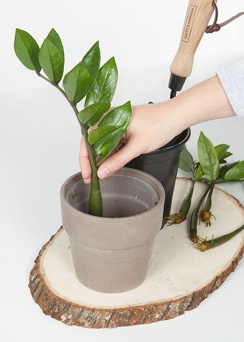 a person holding a potted plant on top of a tree stump in front of a white background