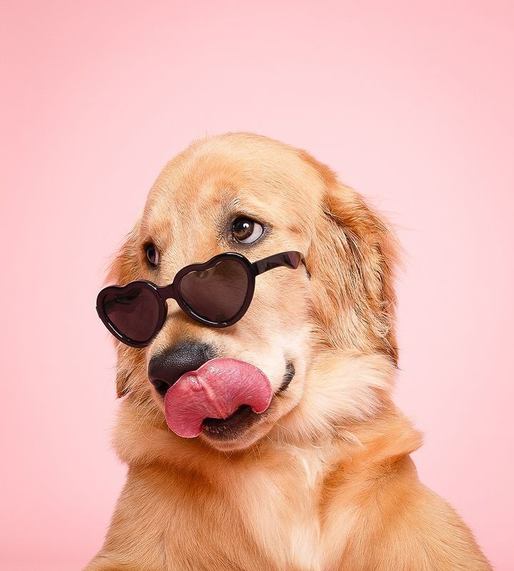 a golden retriever dog wearing sunglasses and sticking its tongue out with his tongue out