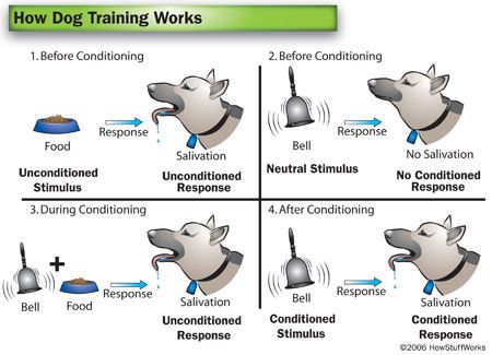 the four stages of dog training are depicted in this diagram, with instructions on how to use them