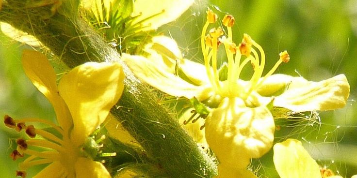 the yellow flowers are blooming very close together