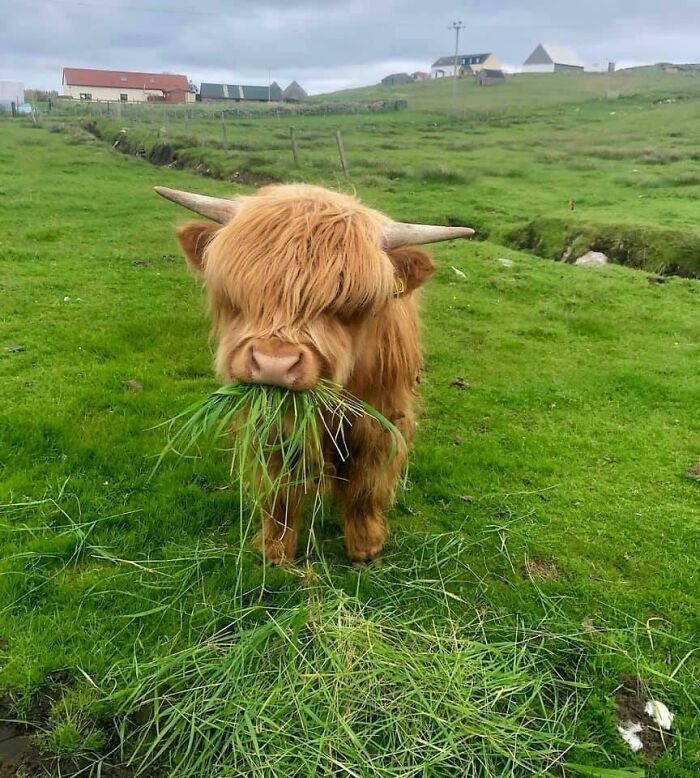 a yak eating grass in the middle of a field