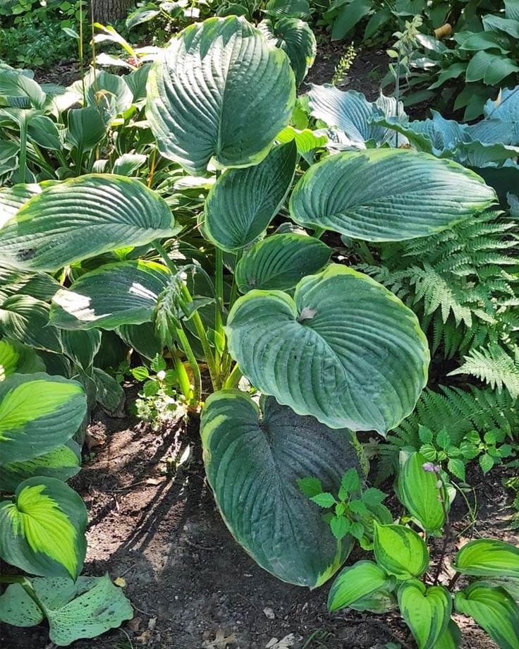 large green leaves are growing in the garden