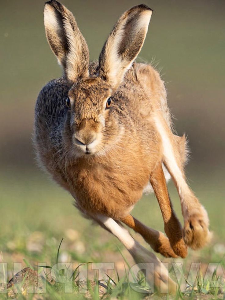 a rabbit running in the grass with it's front legs spread out and ears wide open