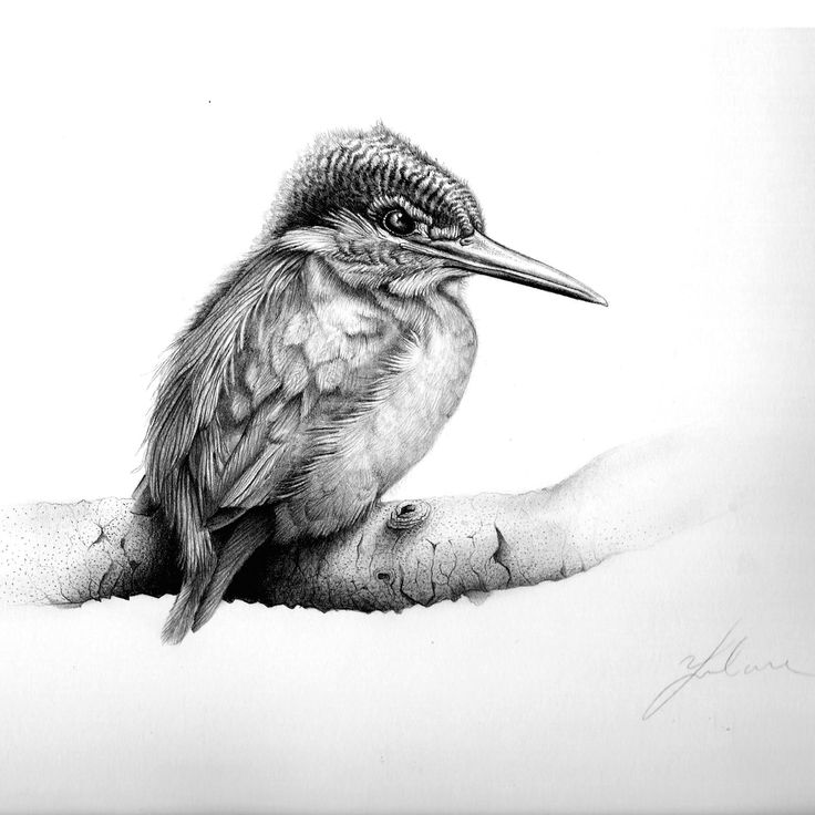 a pencil drawing of a bird sitting on someone's hand