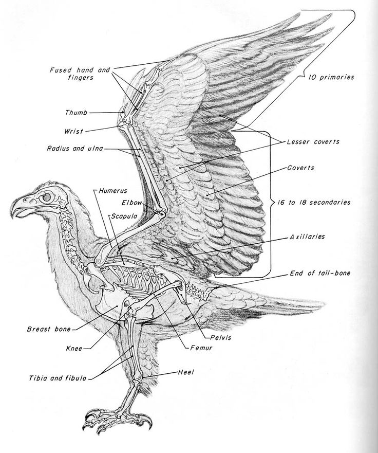 an image of a bird labeled in the body and parts on it's wings