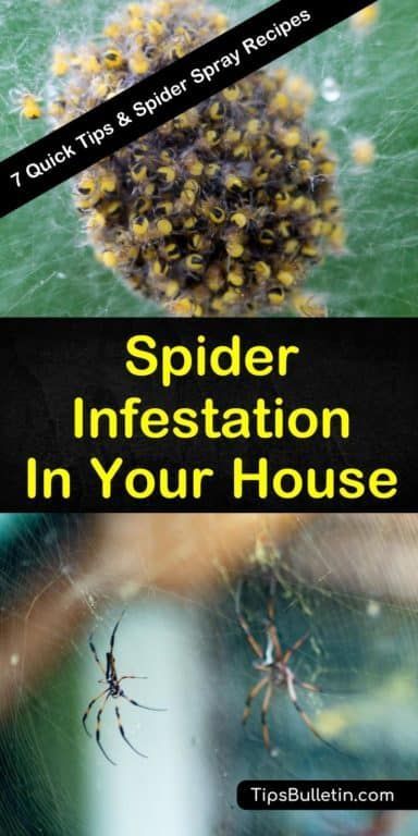 spider in the house with text overlay that reads, spider infestation in your house