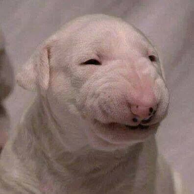 a white dog sitting on top of a bed