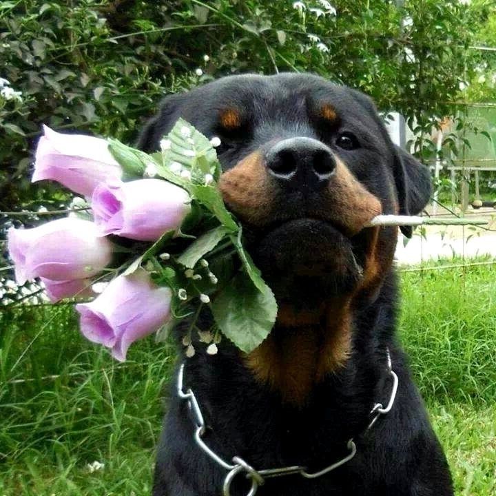 a black and brown dog holding flowers in its mouth