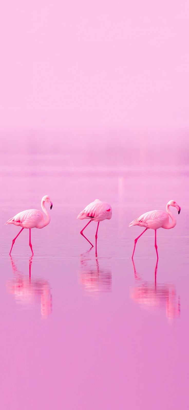 three flamingos are walking in the water together