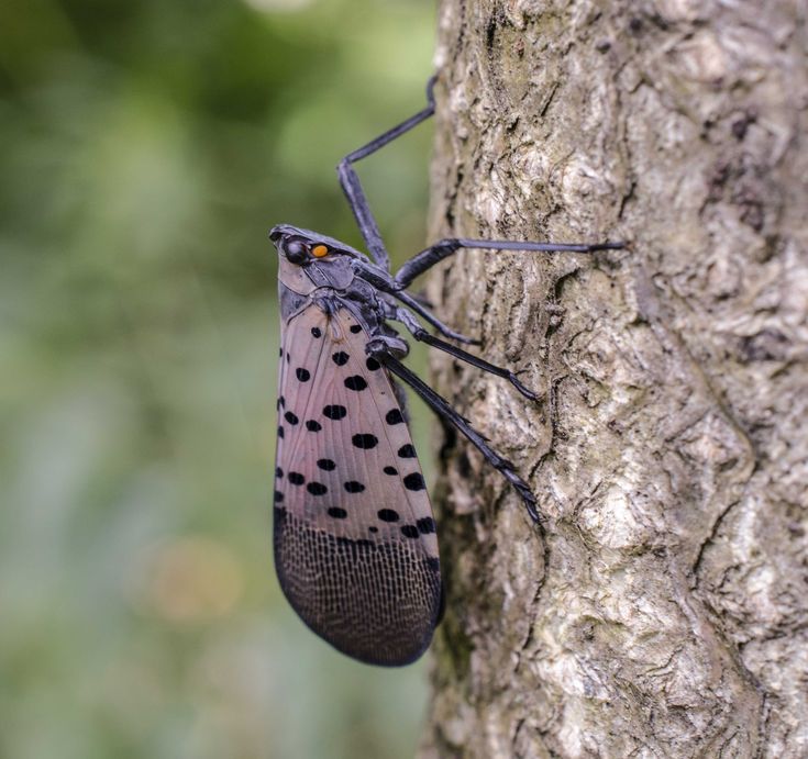 a bug that is sitting on the side of a tree