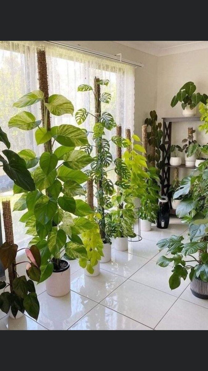 a room filled with lots of different types of potted plants in front of a window