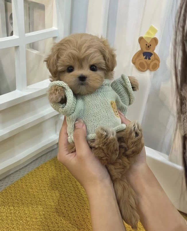 a person holding a small brown dog wearing a sweater