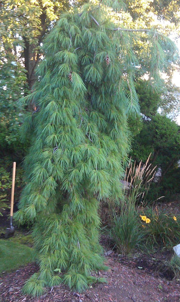 there is a very tall green tree in the yard