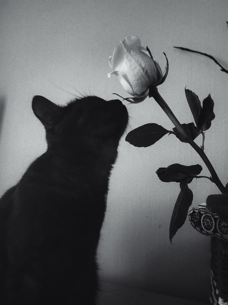 a black and white photo of a cat looking at a rose